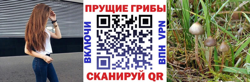 Галлюциногенные грибы Psilocybe  продажа наркотиков  Суздаль 